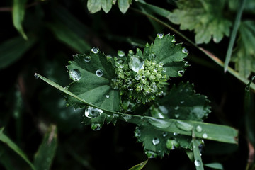 drops of water on green leaves after rain