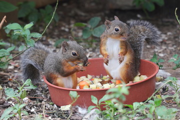 リス　食事　哺乳動物　動物園