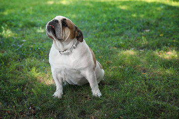 Funny English bulldog on green grass in park