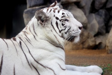 ホワイトタイガー　トラ　哺乳動物　動物園