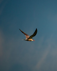 Tern