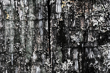 Fototapeta premium knots on an old wooden surface. wood texture. the background.