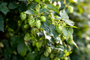 Hopfen Anbau Bayern