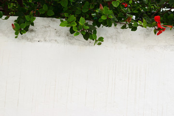 red flower lying white wall 