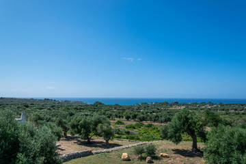 Parmi les oliviers au bord de la mer