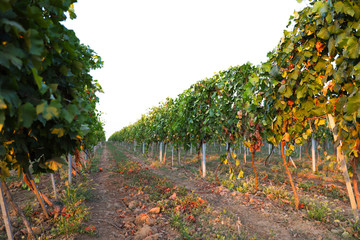 Fototapeta premium Beautiful view of vineyard rows at sunset