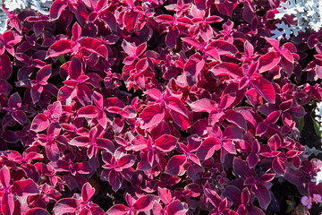 Beautiful Summer Garden Landscape.