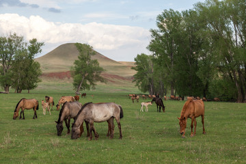 Grazing horses in the open spaces of Bashkortostan