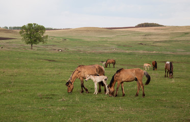 Grazing horses in the open spaces of Bashkortostan
