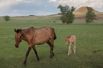Naklejka na ściany i meble Grazing horses in the open spaces of Bashkortostan