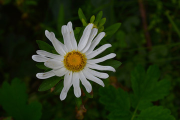 Obraz premium gardening