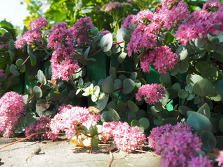garden flowers close-up on the garden