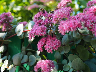 Obraz premium garden flowers close-up on the garden