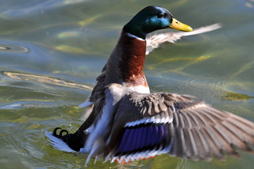 Flapping Duck 