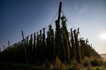 Hopfenanbau Bayern