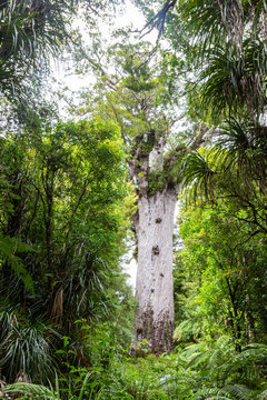 Tane Mahuta, also called Lord of the Forest, is a giant kauri tree in the Waipoua Forest, New Zealand