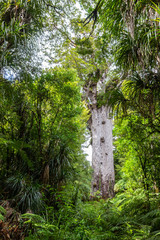 Tane Mahuta, also called Lord of the Forest, is a giant kauri tree in the Waipoua Forest, New...