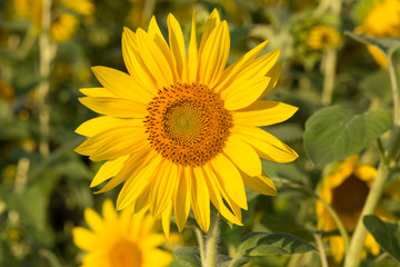 blühende Sonnenblume