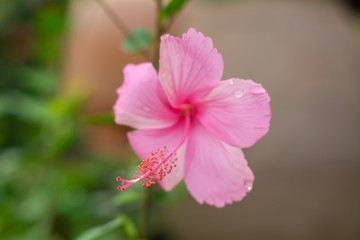 pink hibiscus flower