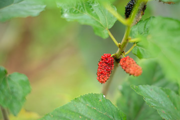 Fresh Mulberry tree