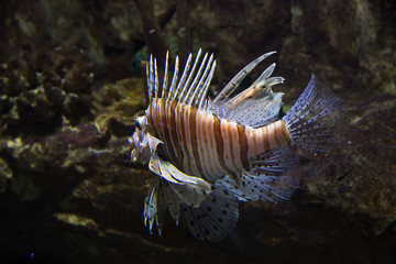  Striped fish.