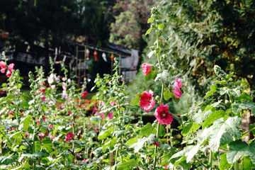 Beautiful red alcea flowers in the garden. They are native to Asia and Europe.