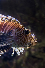 Obraz na płótnie Canvas Striped fish.