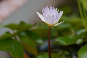 Water lily has rhizomes and flows underground. And send the flowers to the surface There are beautiful flowers to watch throughout the year. Late in the morning and afternoon.