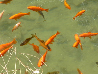 A wonderful flock of Golden shirts in a pond near the ruins of the Roman forum. Rome, Italy. August 2012