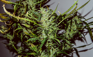 Cannabigerol cannabinoid compounds in the female cannabis plant. CBG element in medical marijuana studies