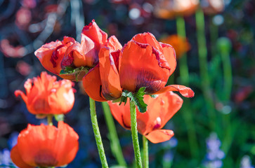 Fototapeta premium Piękne czerwone maki na łące latem, z bliska