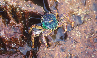 sea crab macro photography
