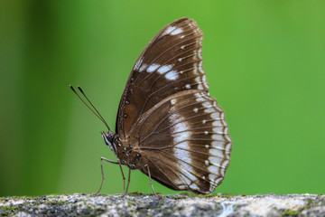 A brown butterfly sitting on the rock surface. 