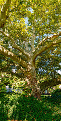  mighty old plane tree