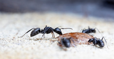 ant, insect,animal, life, big, ant hill, worker, soldier,scout,  macro, close up, aggression, antenna, biology, bite, bug, color, creature, background,wildlife, wild, small, photography,  jaws, pincer