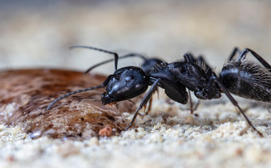 ant, insect,animal, life, big, ant hill, worker, soldier,scout,  macro, close up, aggression, antenna, biology, bite, bug, color, creature, background,wildlife, wild, small, photography,  jaws, pincer