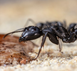 ant on a macro