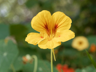 (Tropaeolum majus) Blüte der Große Kapuzinerkresse Gelb mit dunkle fleck