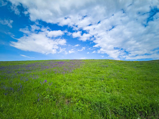 Fototapeta premium Winding flower covered pasture