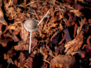 Water Drops Perched on The Edge of Mushroom