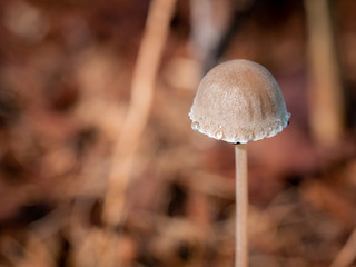 Water Drops Perched on The Edge of Mushroom