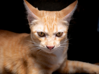 Yellow Kitty Sitting on The Ground