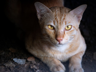 Funny Face Yellow Cat Hinding