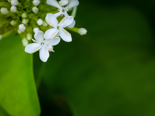 Bouquet of White Ixora Flowers Blooming