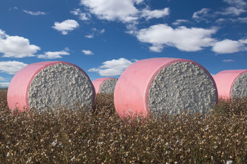 Cotton rolls on a cotton field