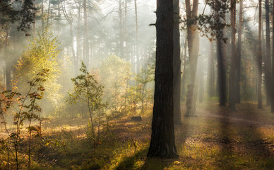 Beautiful autumn morning. Sun rays penetrate the branches of trees. Nice walk in the forest.