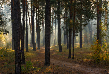 Beautiful autumn morning. Sun rays penetrate the branches of trees. Nice walk in the forest.