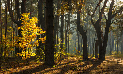 Beautiful autumn morning. Sun rays penetrate the branches of trees. Nice walk in the forest.