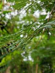 dew on grass