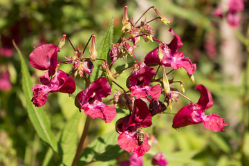 Indisches Springkraut